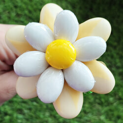 Fleurs de drages belle marguerite jaune