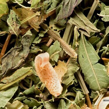 Tisane Douce nuit &eacute;toil&eacute;e - Le Caf&eacute;ier